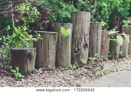 Beautiful landscape design, garden path closeup with wooden log fence from roundwood and evergreen bushes