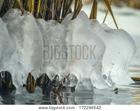 The chunks of ice hanging on the roots of the reeds