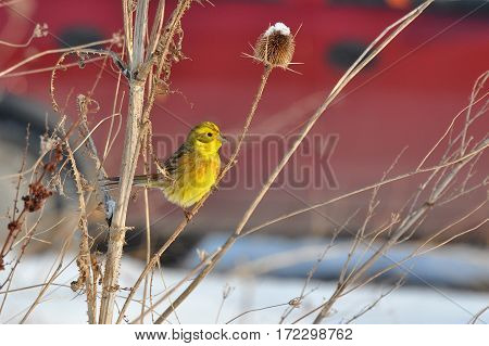 Yellowhammer, Emberiza citrinella, little bird on snow. Bird eating grass seeds. Beautiful bird searches for food in the cold winter days