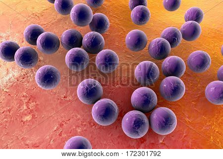 Bacteria Staphylococcus aureus MRSA on the surface of skin or mucous membrane, 3D illustration