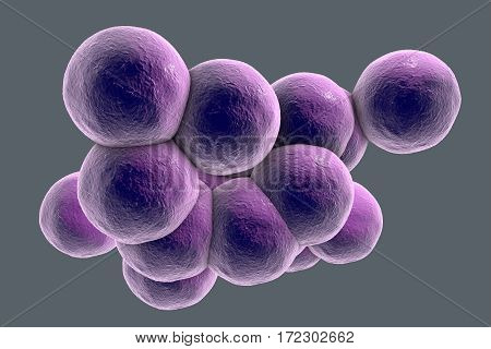 Bacteria Staphylococcus aureus MRSA isolated on grey background, 3D illustration