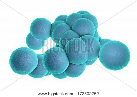 Bacteria Staphylococcus aureus MRSA isolated on white background, 3D illustration