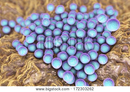 Bacteria Staphylococcus aureus MRSA on the surface of skin or mucous membrane, 3D illustration