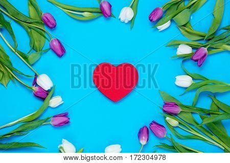 beautiful heart shaped toy and tender white and purple tulips lying on the wonderful blue background