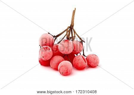 Frozen twig viburnum guelder rose guelder isolated on a white background.
