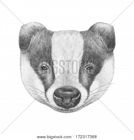 Portrait of Badger. Hand drawn illustration. Animal.