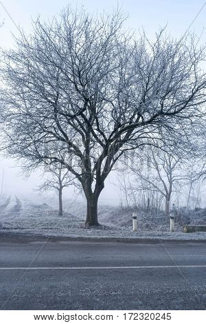 Tree without leaves. Mystic. Sunrise. Sadness.  Winter  nature