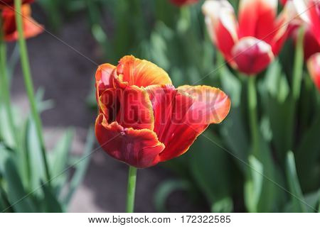 Flower bed with red tulips (Tulipa) in spring time