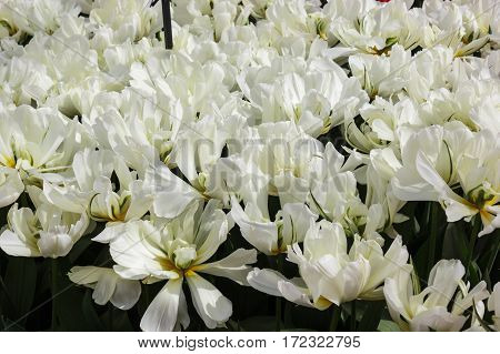 Flower bed with white tulips (Tulipa) in spring time