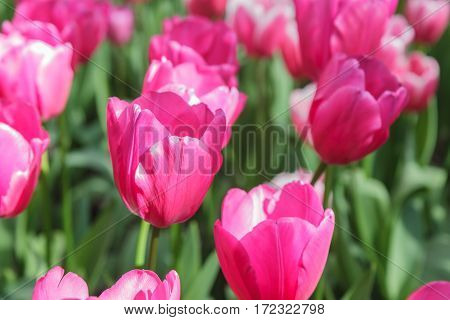 Flower bed with pink tulips (Tulipa) in spring time