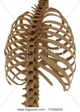 thorax