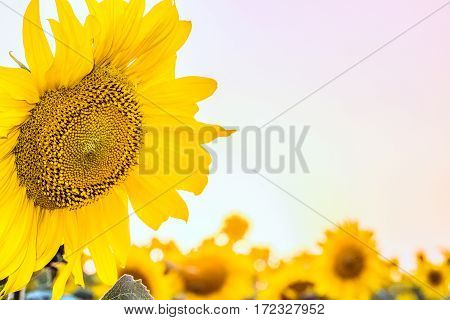 Beautiful blooming sunflower on a background field with a bright pink sunset sky. Agricultural background with selective focus and copy space.