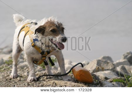 Haetaan Jack Russell