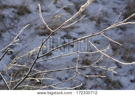 background, beautiful, birch, blue, bough, branch, climate, cold, color, cool, covered, december, february, forest, freeze, frost, frosted, frosting, frosty, hoarfrost, ice, icicle, icy, january, landscape, light, limb, natural, nature, outdoor, scene, sc