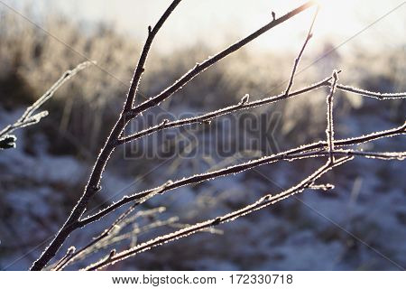 background, beautiful, birch, blue, bough, branch, climate, cold, color, cool, covered, december, february, forest, freeze, frost, frosted, frosting, frosty, hoarfrost, ice, icicle, icy, january, landscape, light, limb, natural, nature, outdoor, scene, sc