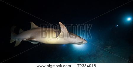 Bonnethead shark hunting at night, scuba divers with torches on background