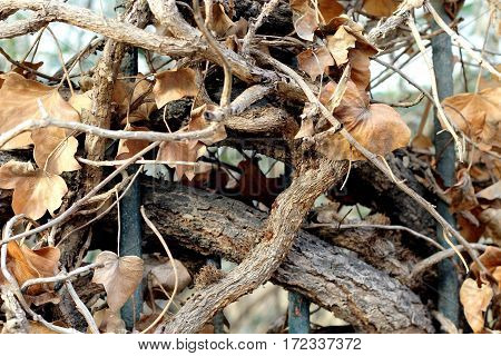 a close up on dead branches interwonen togheter