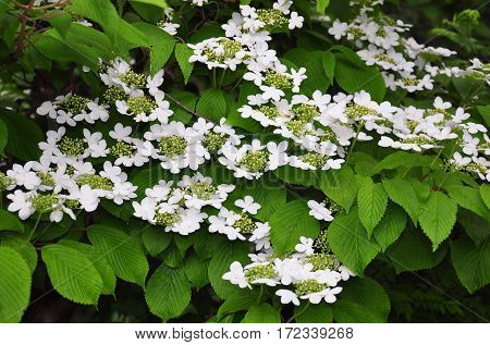 Japanese Snowball (viburnum Plicatum)