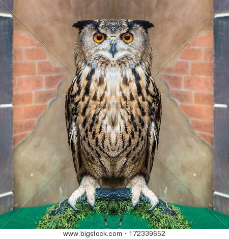 Great Horned Owl or Bubo Virginianus Subarcticus.