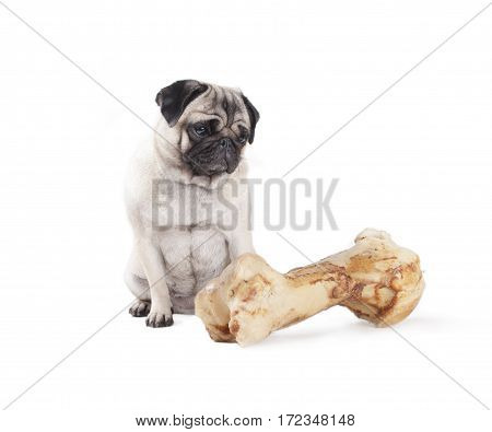 adorable cute pug dog sitting and looking at huge bone isolated on white background