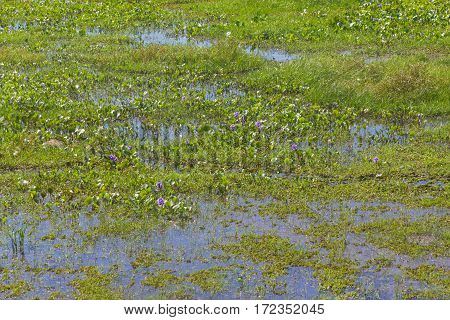 Swamp In Lagoa Do Peixe Lake
