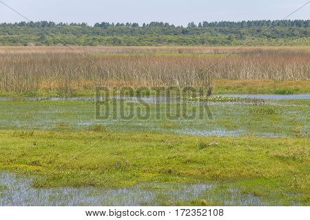 Swamp In Lagoa Do Peixe Lake