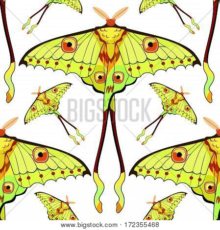 Seamless Pattern Butterfly Madagascar Comet Moth Moon  Vector Illustration