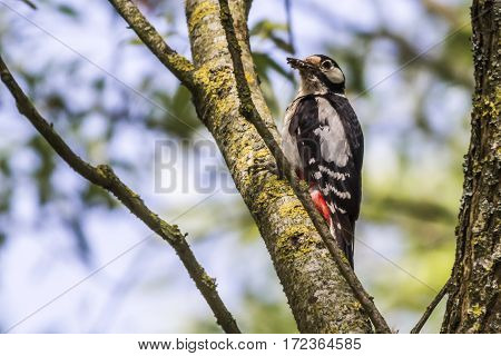 Great Woodpecker (dendrocopus Major)