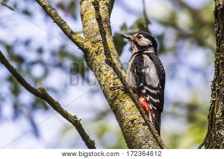 Great Woodpecker (dendrocopus Major)