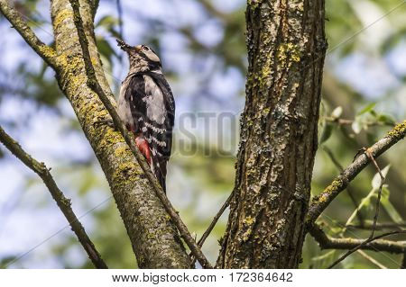 Great Woodpecker (dendrocopus Major)