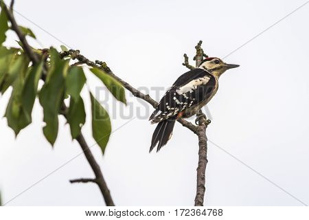 Great Woodpecker (dendrocopus Major)