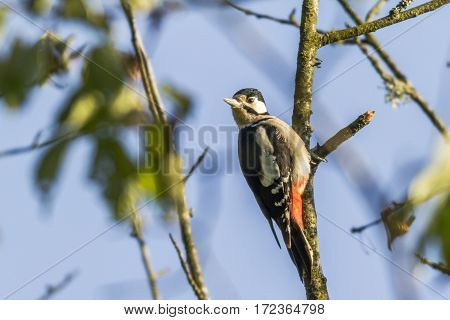 Great Woodpecker (dendrocopus Major)