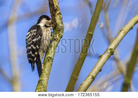 Lesser Pied Woodpecker (dryobates Minor)