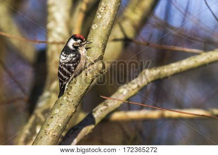 Lesser Pied Woodpecker (dryobates Minor)
