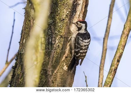 Lesser Pied Woodpecker (dryobates Minor)