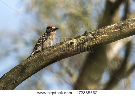 Lesser Pied Woodpecker (dryobates Minor)