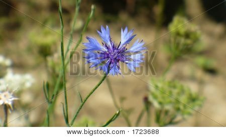 Fiore blu