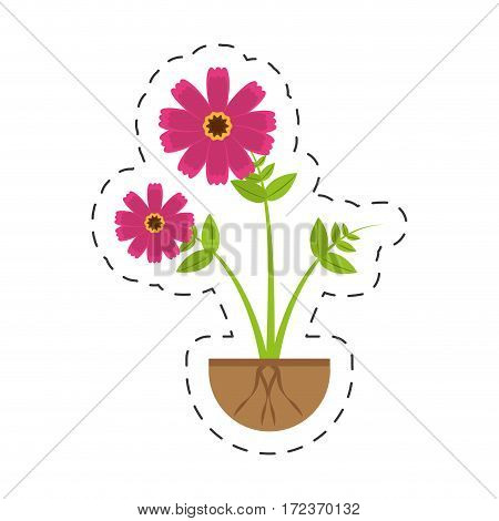 pink cosmos flower growing vector illustration eps 10