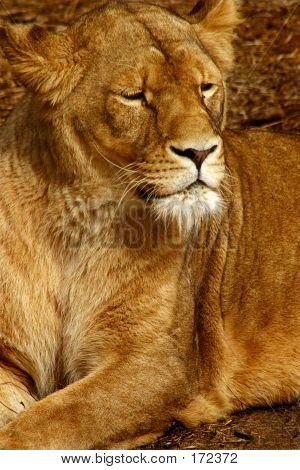 Lion