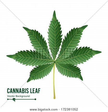 Cannabis Leaf Vector. Green Cannabis Cannabis Sativa or Cannabis Indica Leaf Isolated On White Background. Medical Plant