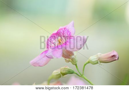 Beautiful Purple flower tree as background and texture