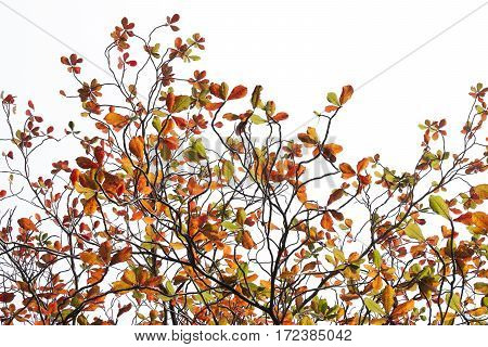 Terminalia Catappa Leaves Autumn Season On White Background., Bengal Almond, Indian Almond.