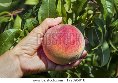 A colorful ripe peach is picked from the tree in an orchard.