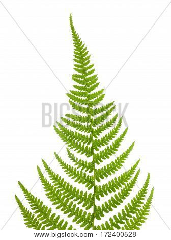 Fern (pteridium Aquilinum)