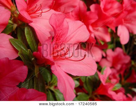 azalea