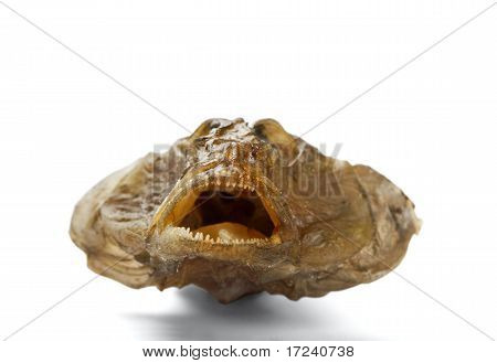 Pesce essiccato