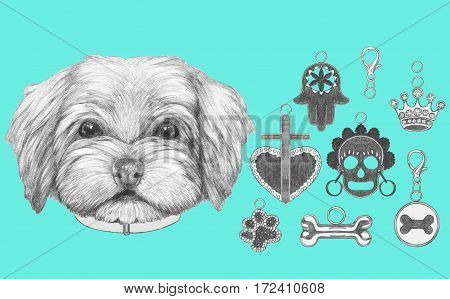Portrait of  Havanese with dog-collar and collection of pendants. Hand drawn illustration.