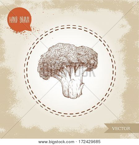 Hand drawn sketch style illustration of ripe broccoli. Eco and healthy food vintage vector illustration