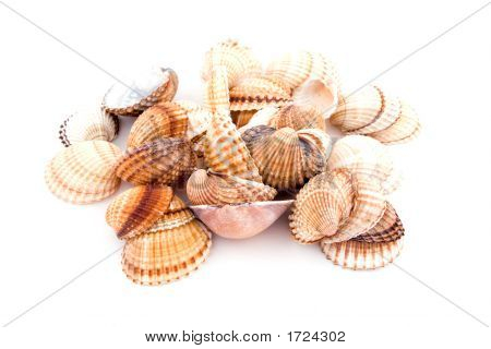 Coquilles