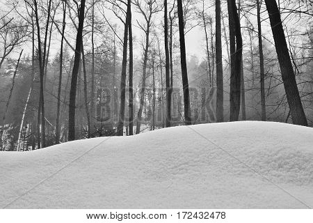 trees behind snow dune in Peklo valley in Machuv kraj region during winter Czech